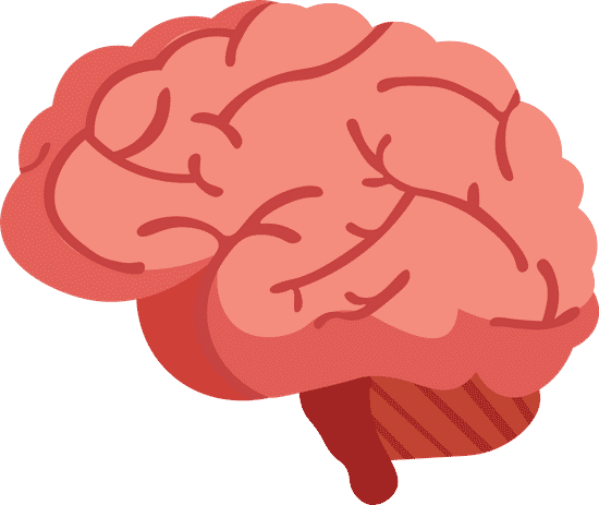 Human brain diagram