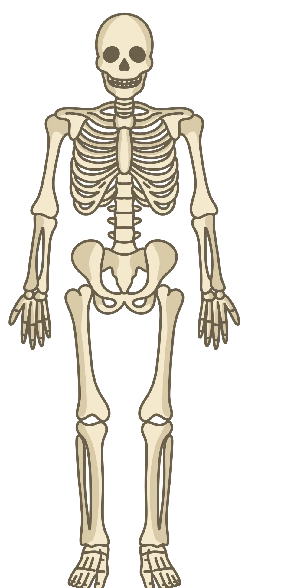 Human skeleton diagram