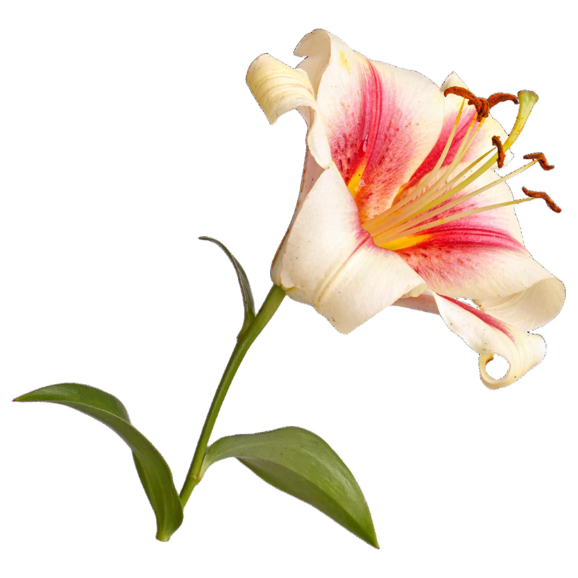 Lily flower