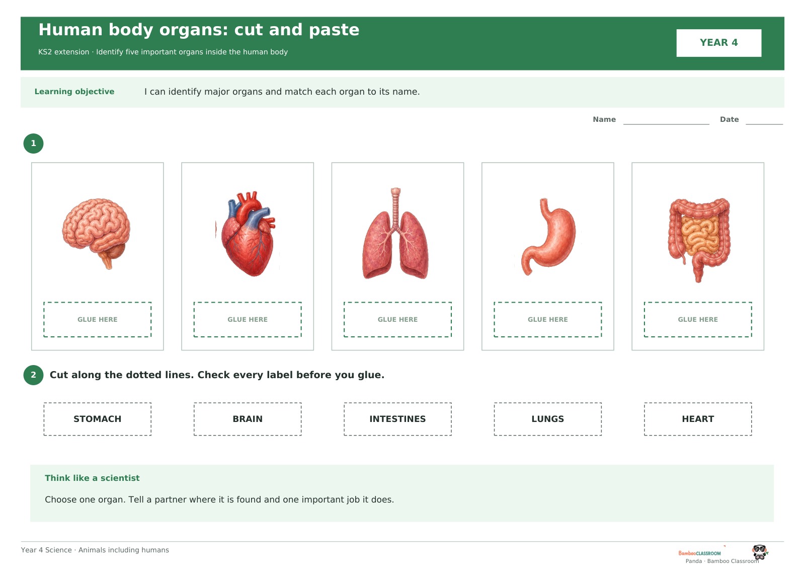 Preview of Human Body Organs: Cut and Paste