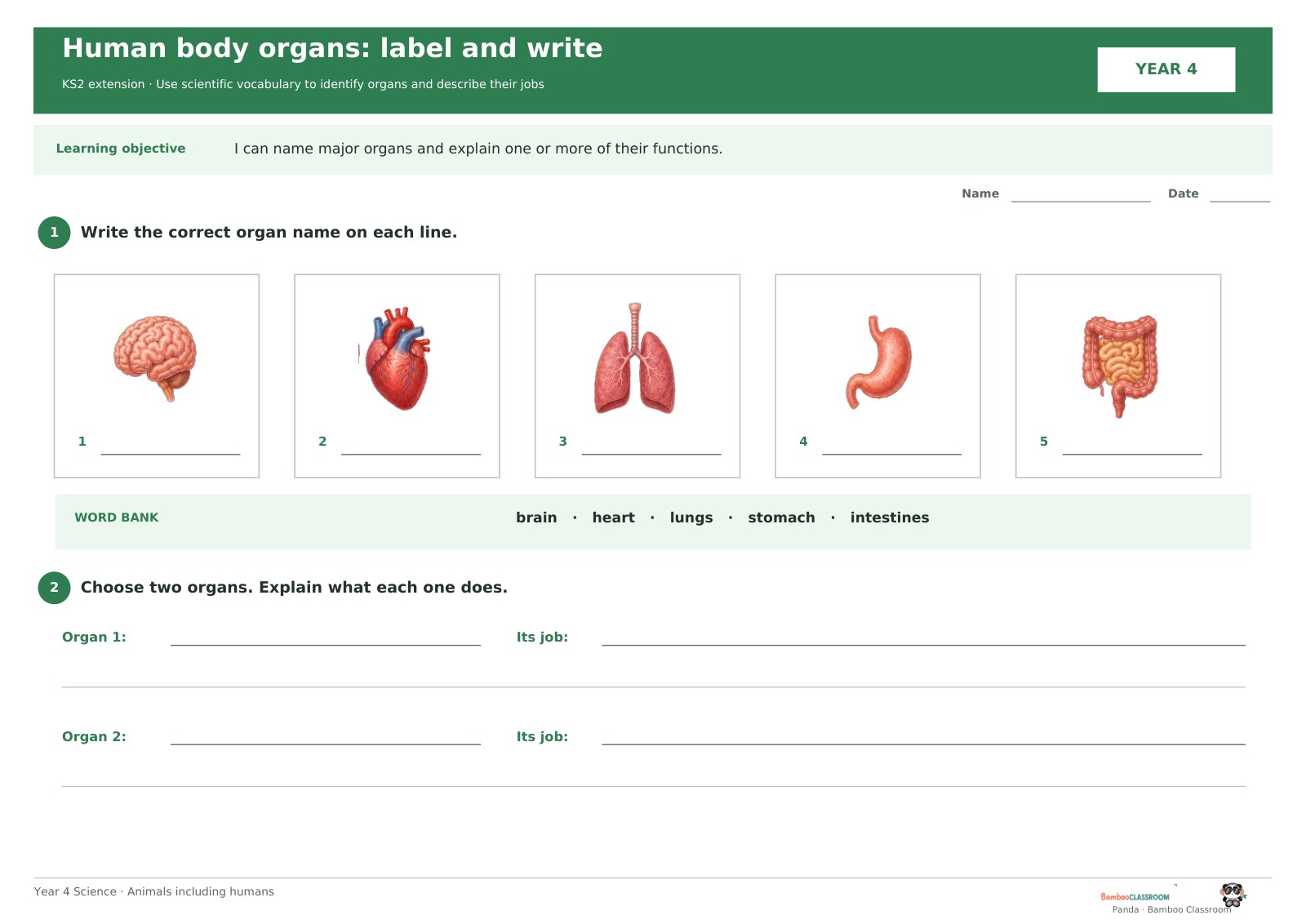 Preview of Human Body Organs: Label and Write
