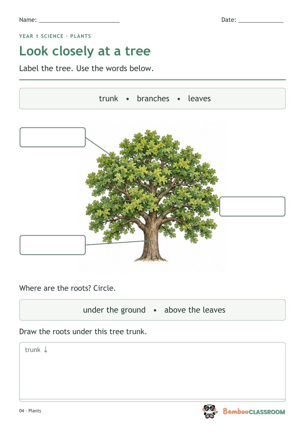 Included worksheet: Look Closely at a Tree