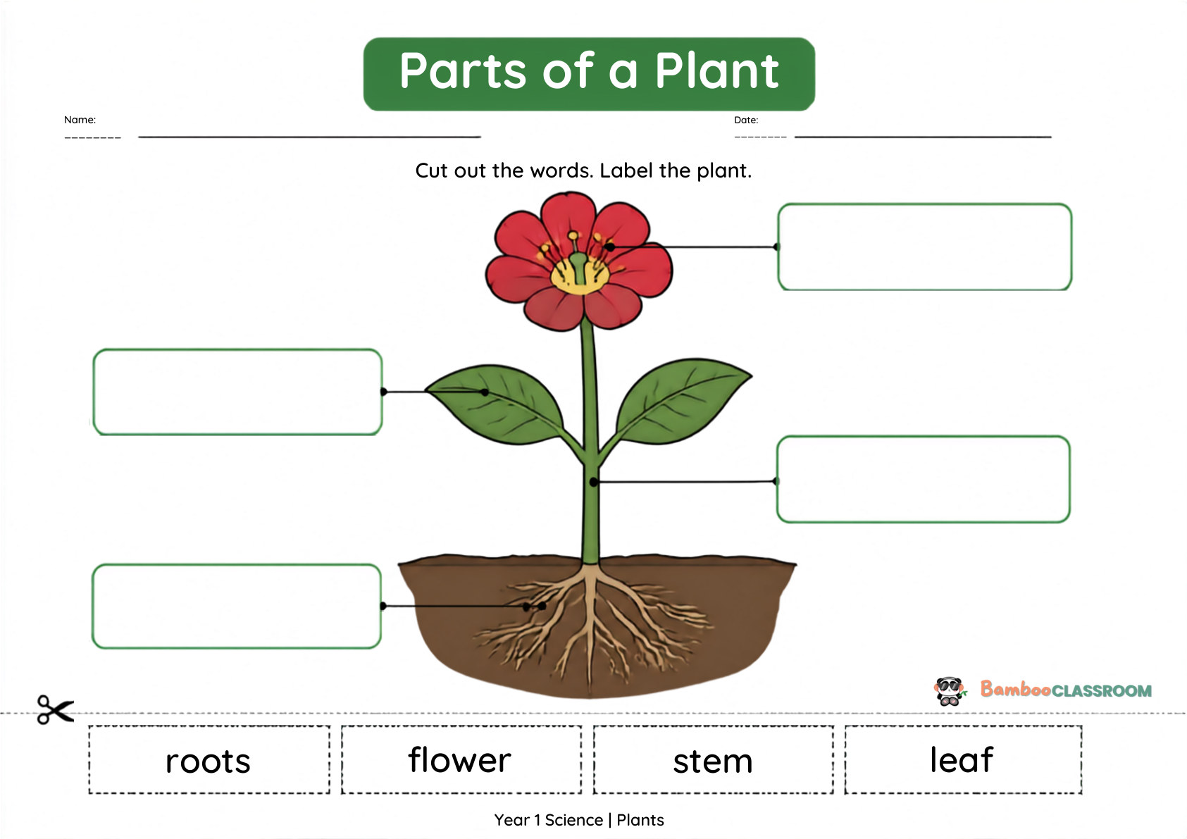 Preview of Parts of a Plant