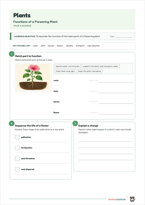 Preview of Plants: Functions of a Flowering Plant